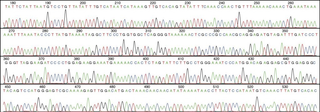 paternity test dna sequence